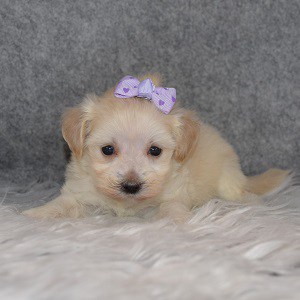 Maltipoo Puppy For Sale – Dessa, Female – Deposit Only