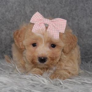 Maltipoo Puppy For Sale – Diana, Female – Deposit Only