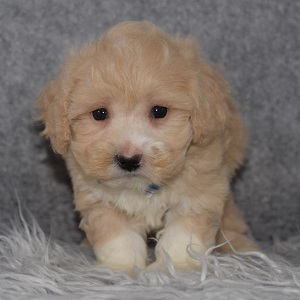 Maltipoo Puppy For Sale – Dion, Male – Deposit Only
