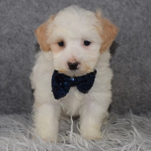 Maltipoo Puppy For Sale – Dylan, Male – Deposit Only