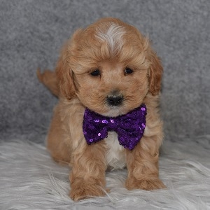 Maltipoo Puppy For Sale – Easton, Male – Deposit Only