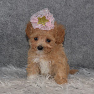 Maltipoo Puppy For Sale – Eloise, Female – Deposit Only