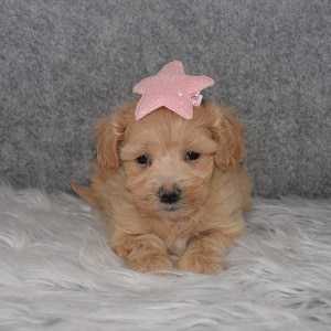 Maltipoo Puppy For Sale – Ember, Female – Deposit Only