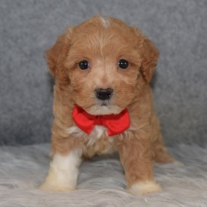 Maltipoo Puppy For Sale – Felix, Male – Deposit Only