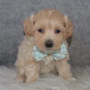 Maltipoo Puppy For Sale – Fidget, Male – Deposit Only