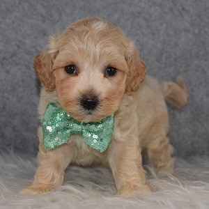 Maltipoo Puppy For Sale – Finley, Male – Deposit Only