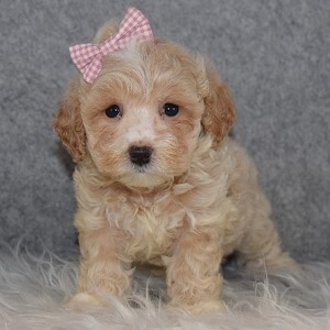 Maltipoo Puppy For Sale – Fiona, Female – Deposit Only