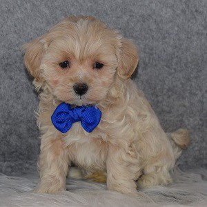 Maltipoo Puppy For Sale – Jesse, Male – Deposit Only