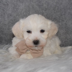 Maltichon Puppy For Sale – Joel, Male – Deposit Only