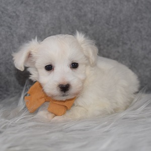 Maltichon Puppy For Sale – Josiah, Male – Deposit Only