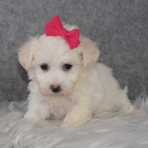 Maltichon Puppy For Sale – Josie, Female – Deposit Only