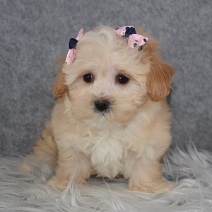 Maltipoo Puppy For Sale – Journey, Female – Deposit Only