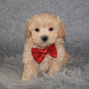 Maltipoo Puppy For Sale – Kordy, Male – Deposit Only