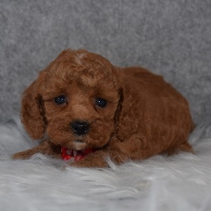 Cavapoo Puppy For Sale – Mack, Male – Deposit Only