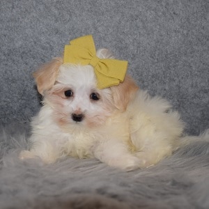 Maltipoo Puppy For Sale – Molly, Female – Deposit Only