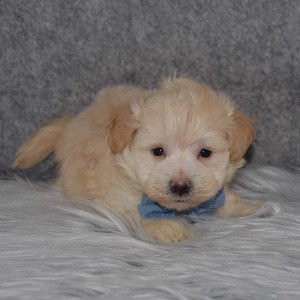 Maltipoo Puppy For Sale – Oxford, Male – Deposit Only