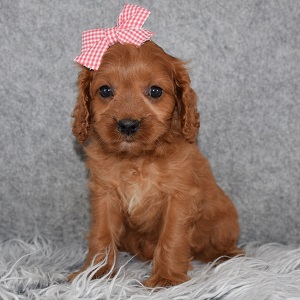 Cavapoo Puppy For Sale – Pepper, Female – Deposit Only