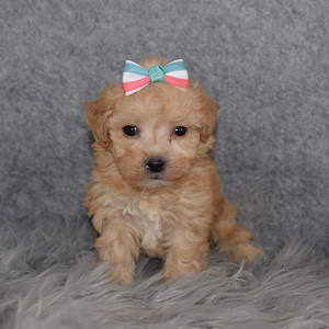 Maltipoo Puppy For Sale – Petra, Female – Deposit Only