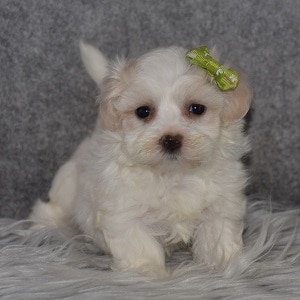 Maltichon Puppy For Sale – Violet, Female – Deposit Only