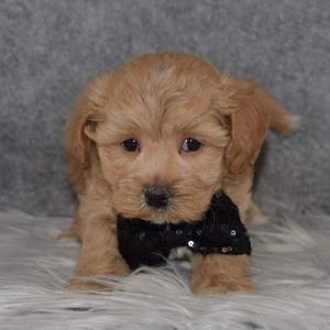 Maltipoo Puppy For Sale – Weston, Male – Deposit Only