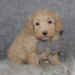 Maltipoo Puppy For Sale – Widget, Male – Deposit Only