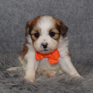 Shih Pom Puppy For Sale – Acorn, Male – Deposit Only