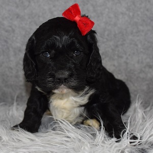 Cockapoo Puppy For Sale – Amren, Female – Deposit Only