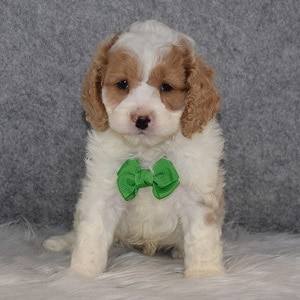 Cockapoo Puppy For Sale – Avalanche, Male – Deposit Only