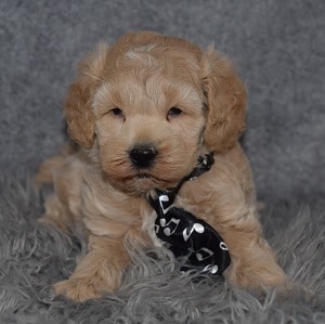 Cockapoo Puppy For Sale – Boomer, Male – Deposit Only