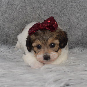 Shichon Puppy For Sale – Buffy, Female – Deposit Only