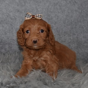 Cockapoo Puppy For Sale – Champagne, Female – Deposit Only