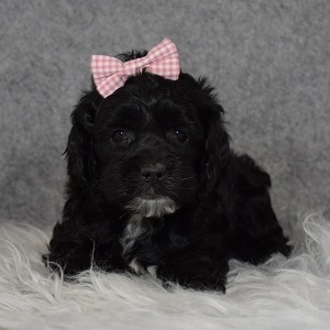Cockapoo Puppy For Sale – Charm, Female – Deposit Only