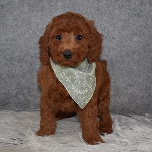 Poodle Puppy For Sale – Cocoa Puff, Female – Deposit Only