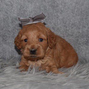 Cockapoo Puppy For Sale – Dancer, Female – Deposit Only