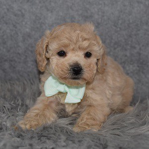 Cockapoo Puppy For Sale – Dean, Male – Deposit Only