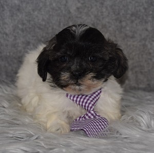 Shichon Puppy For Sale – Digit, Male – Deposit Only