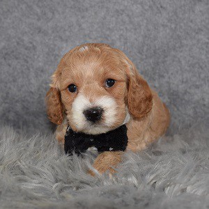 Cockapoo Puppy For Sale – Easton, Male – Deposit Only