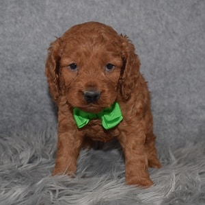 Cockapoo Puppy For Sale – Echo, Male – Deposit Only