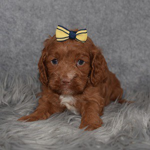 Cockapoo Puppy For Sale – Elka, Female – Deposit Only