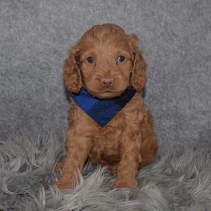 Cockapoo Puppy For Sale – Ellis, Male – Deposit Only