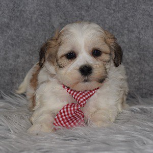 Shichon Puppy For Sale – Fidget, Male – Deposit Only