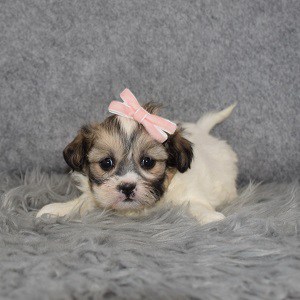 Shichon Puppy For Sale – Gigi, Female – Deposit Only