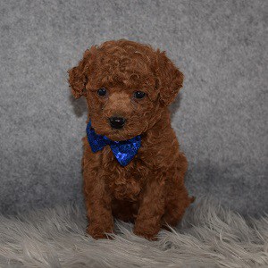 Poodle Puppy For Sale – Herbie, Male – Deposit Only
