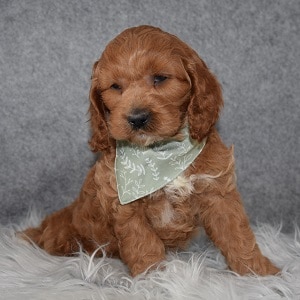 Cockapoo Puppy For Sale – Juju, Male – Deposit Only