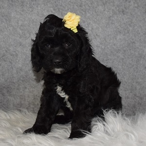 Cockapoo Puppy For Sale – Karma, Female – Deposit Only
