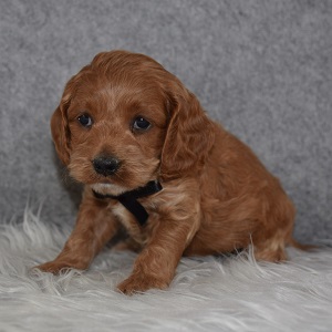 Cockapoo Puppy For Sale – Kipper, Male – Deposit Only