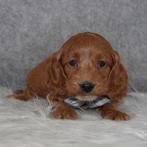 Cockapoo Puppy For Sale – Kirby , Male – Deposit Only