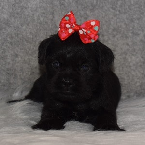 Schnug Puppy For Sale – Liberty, Female – Deposit Only