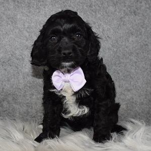 Cockapoo Puppy For Sale – Magic, Male – Deposit Only