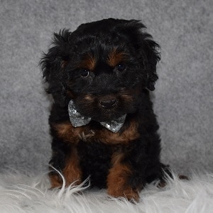 Cockapoo Puppy For Sale – Mercury, Male – Deposit Only